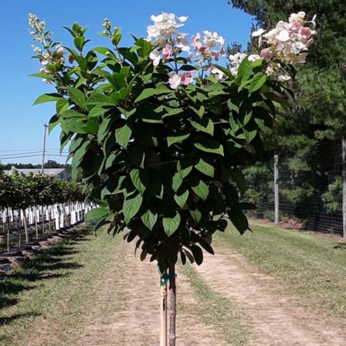 Picture of Hydrangea pan. Quick Fire® Tree Form