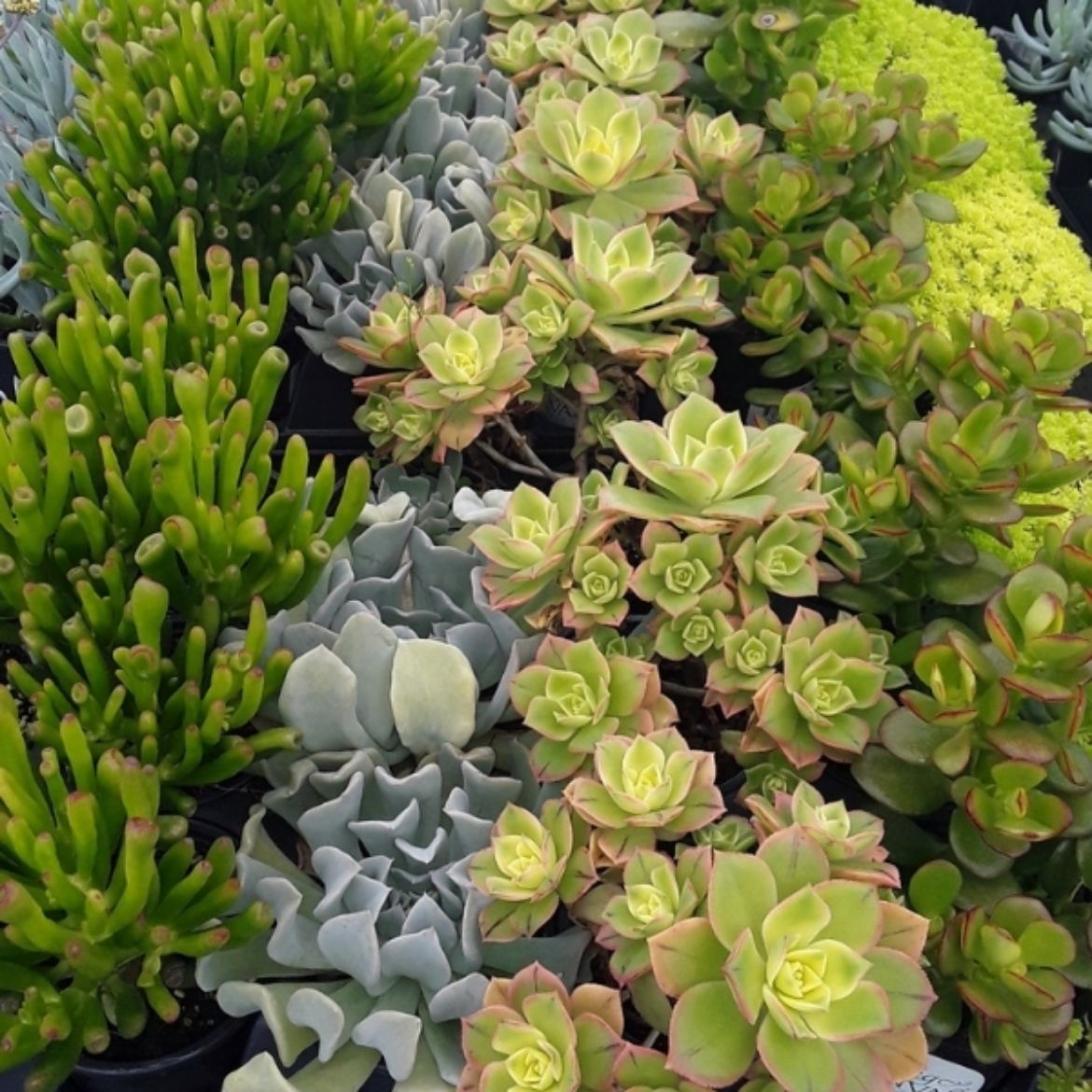 Picture of Succulent Singles assorted