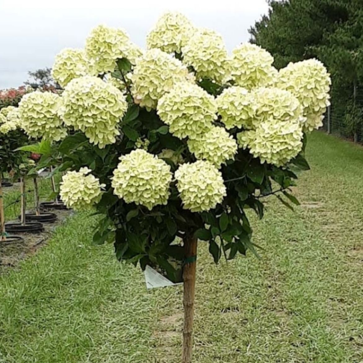 Picture of Hydrangea pan. Little Lime® Tree Commercial