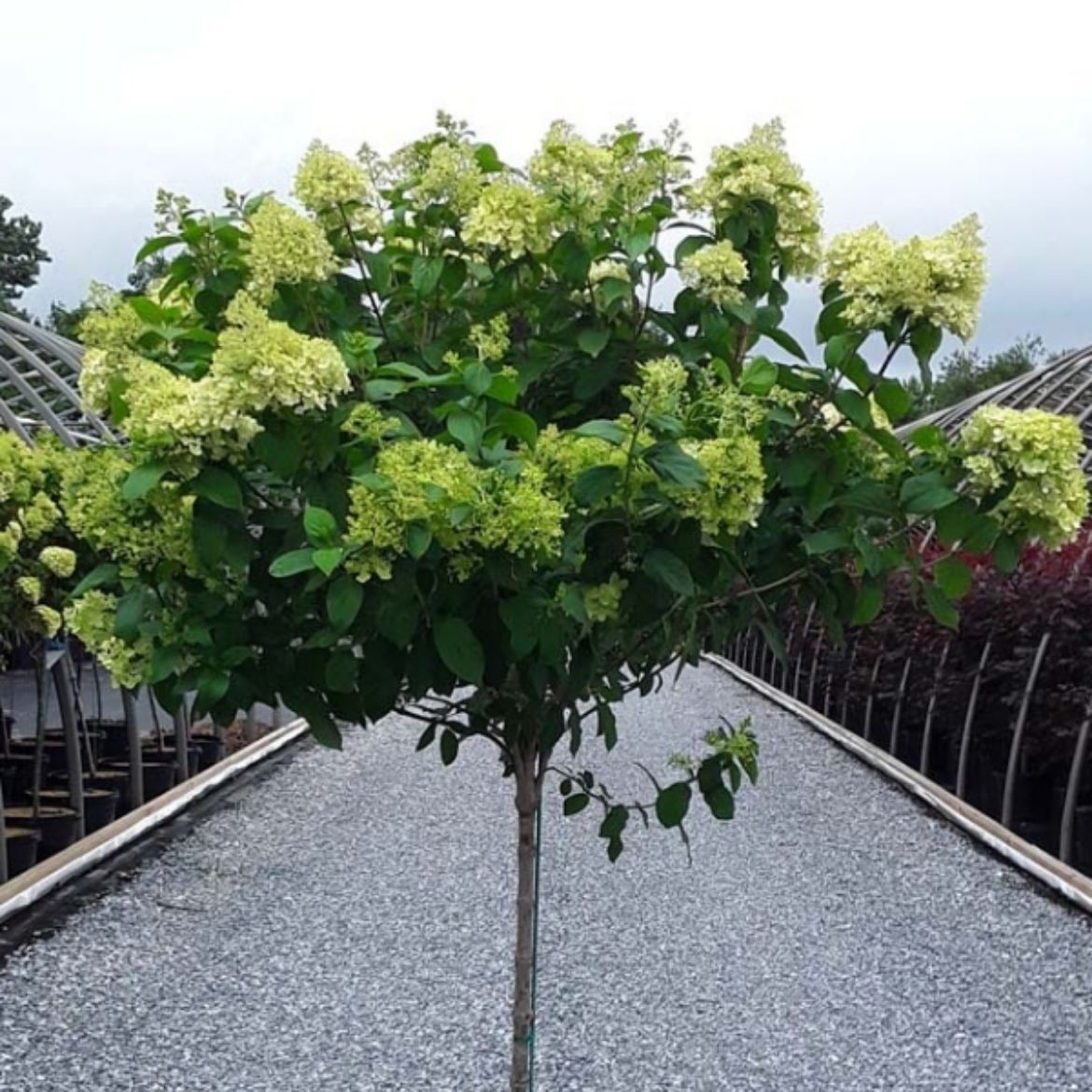 Picture of Hydrangea pan. 'Limelight' Tree Commercial