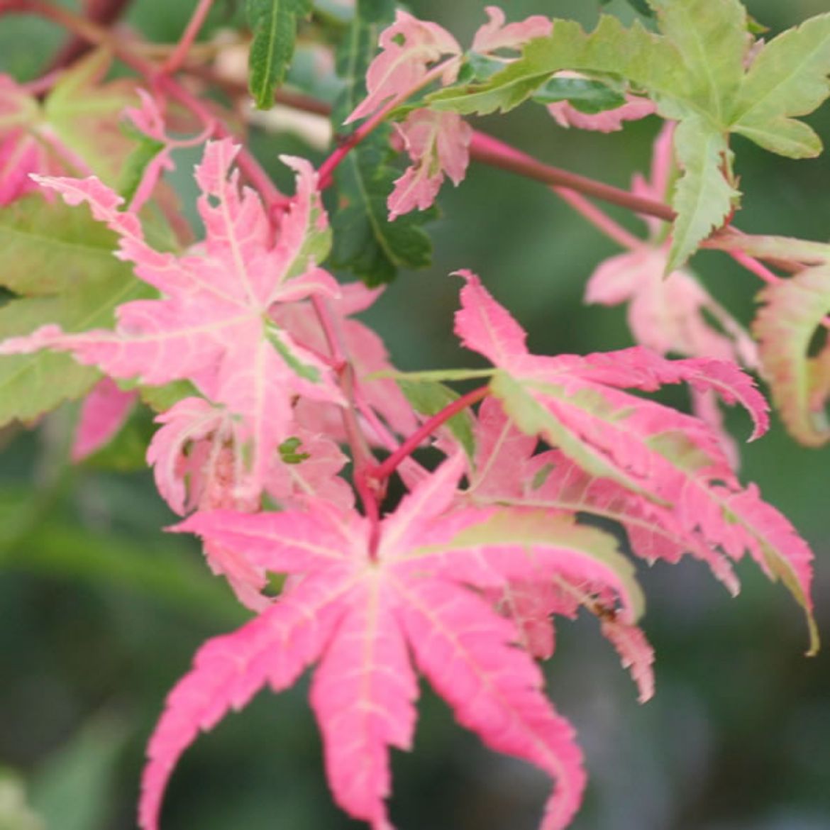 Picture of Acer pal. 'Orido nishiki'
