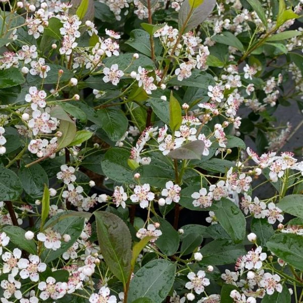 Picture of Aronia mel. Low Scape Snowfire™