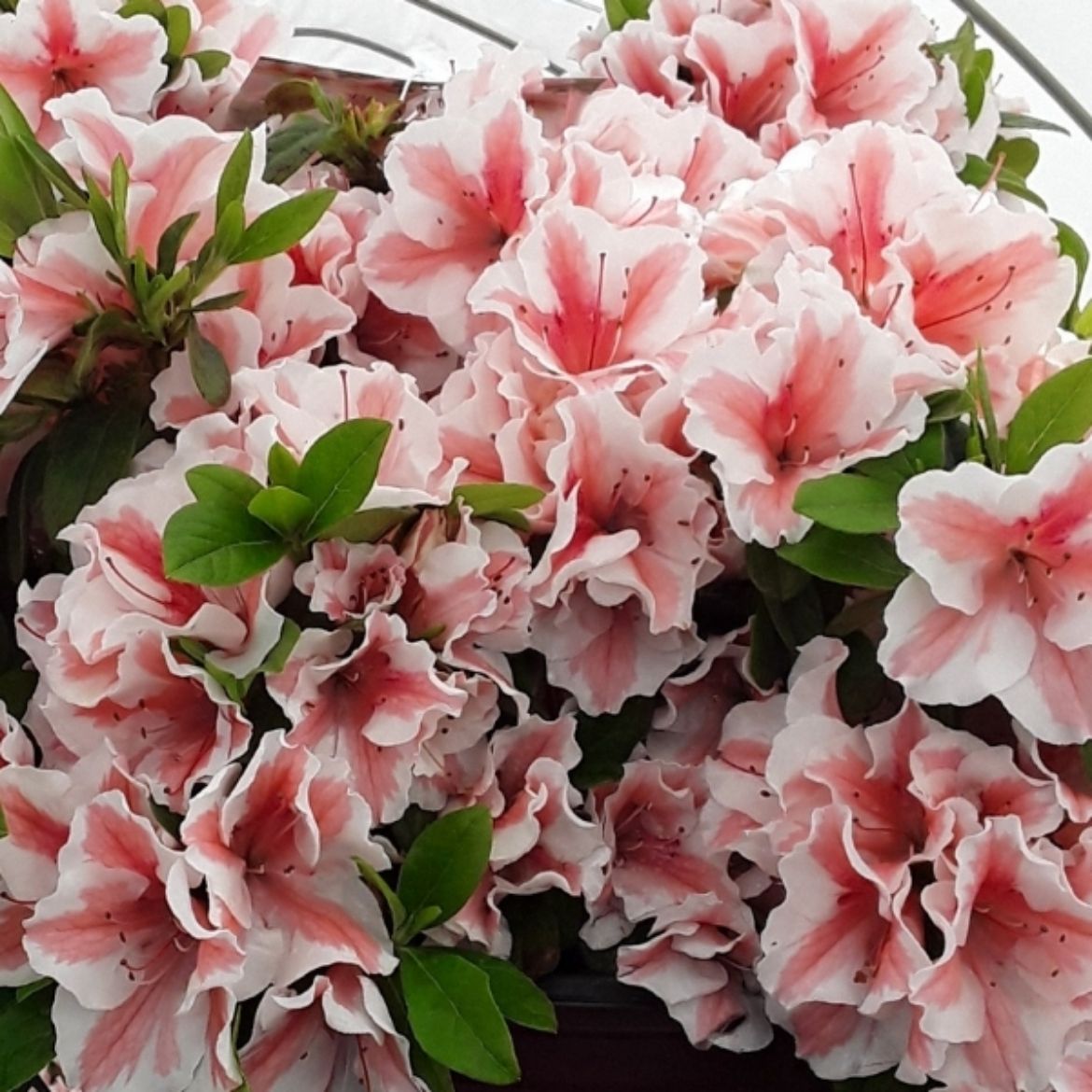 Overdevest Nurseries, LP-Azalea Encore Azalea® Autumn Starburst®