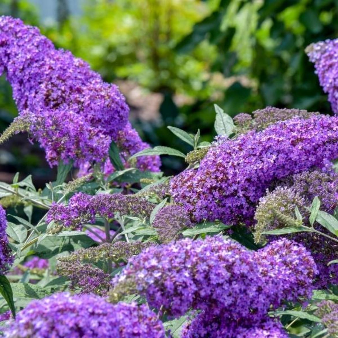 Picture of Buddleia 'Violet Cascade'