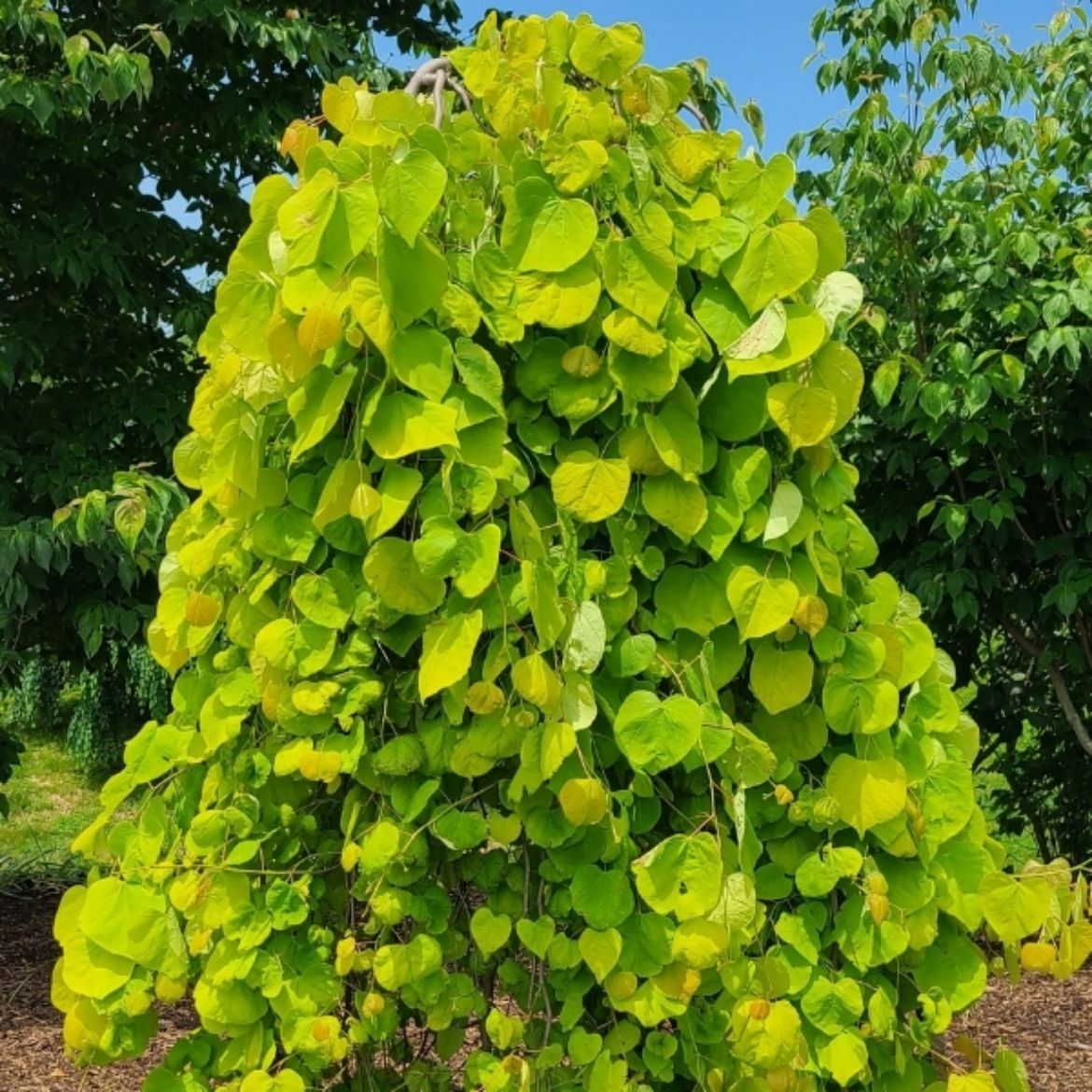 Picture of Cercis can. Golden Falls®