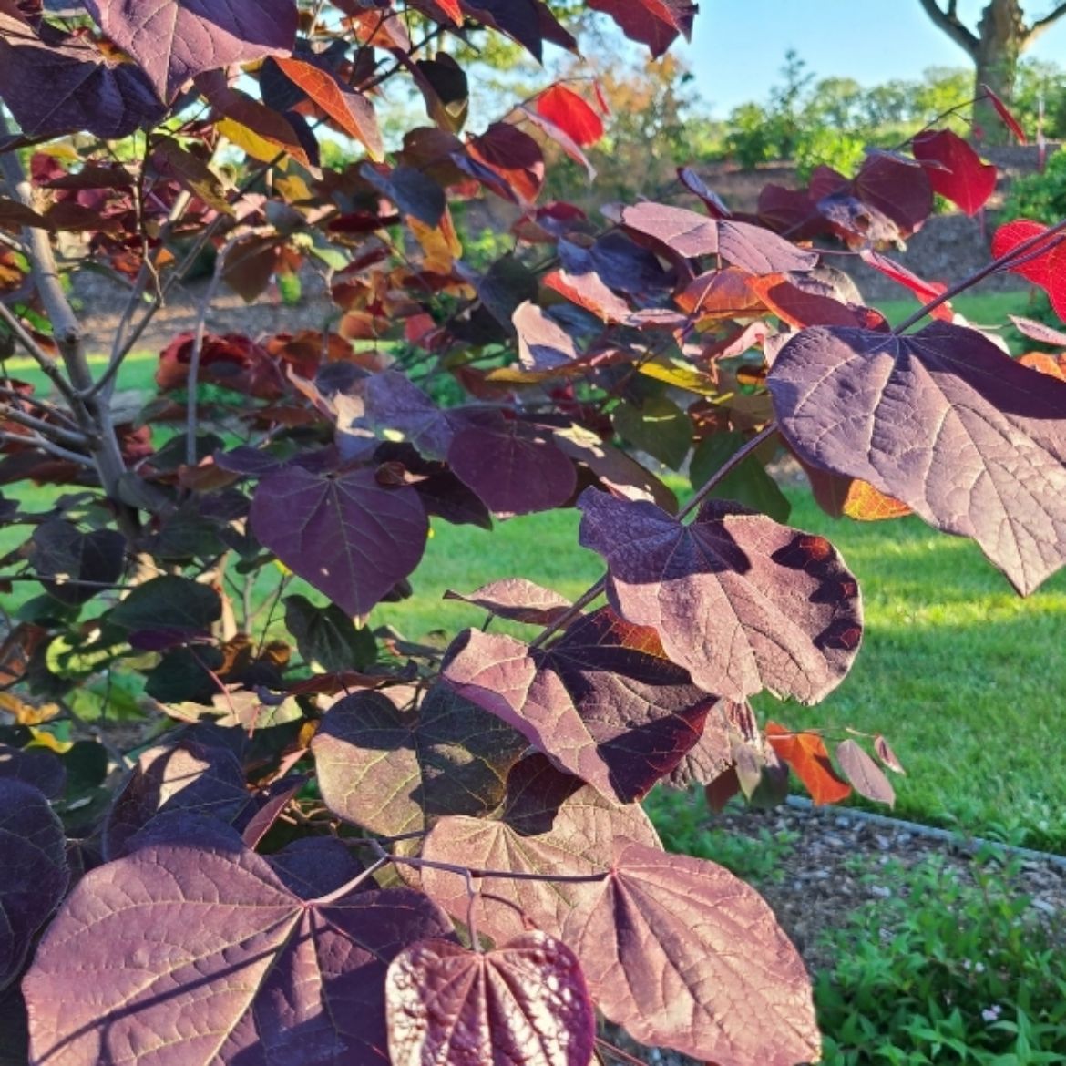 Picture of Cercis can. Midnight Express™