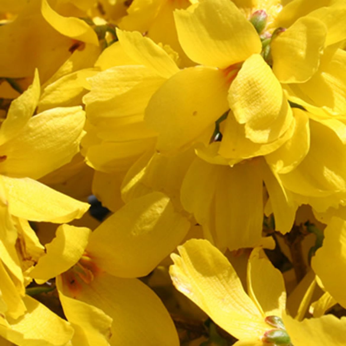 Picture of Forsythia x i. Magical® Gold