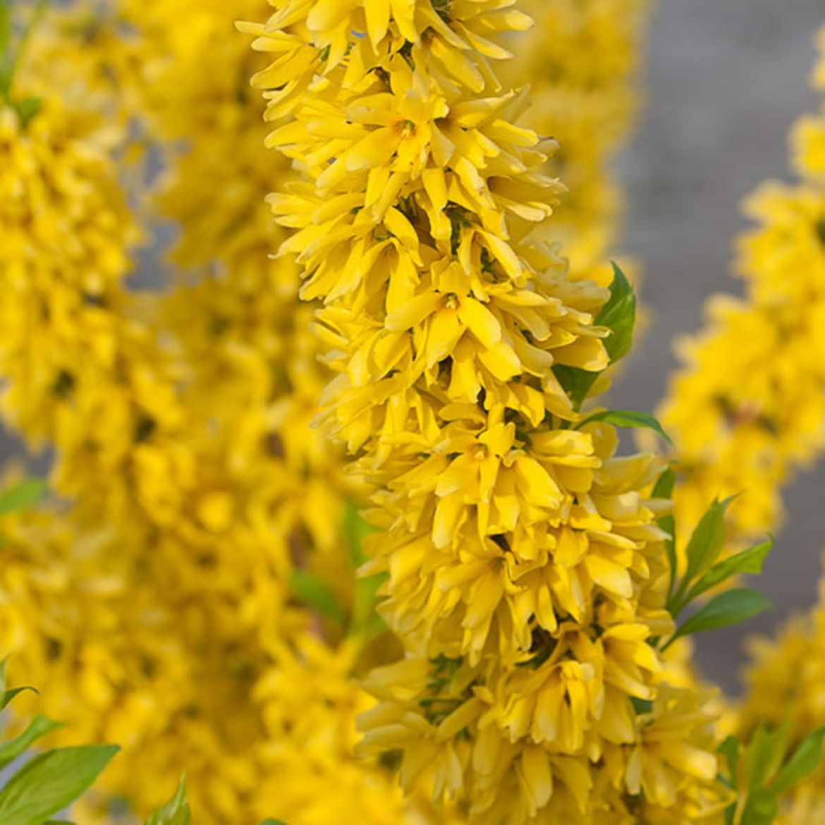 Picture of Forsythia x i. Show Off®