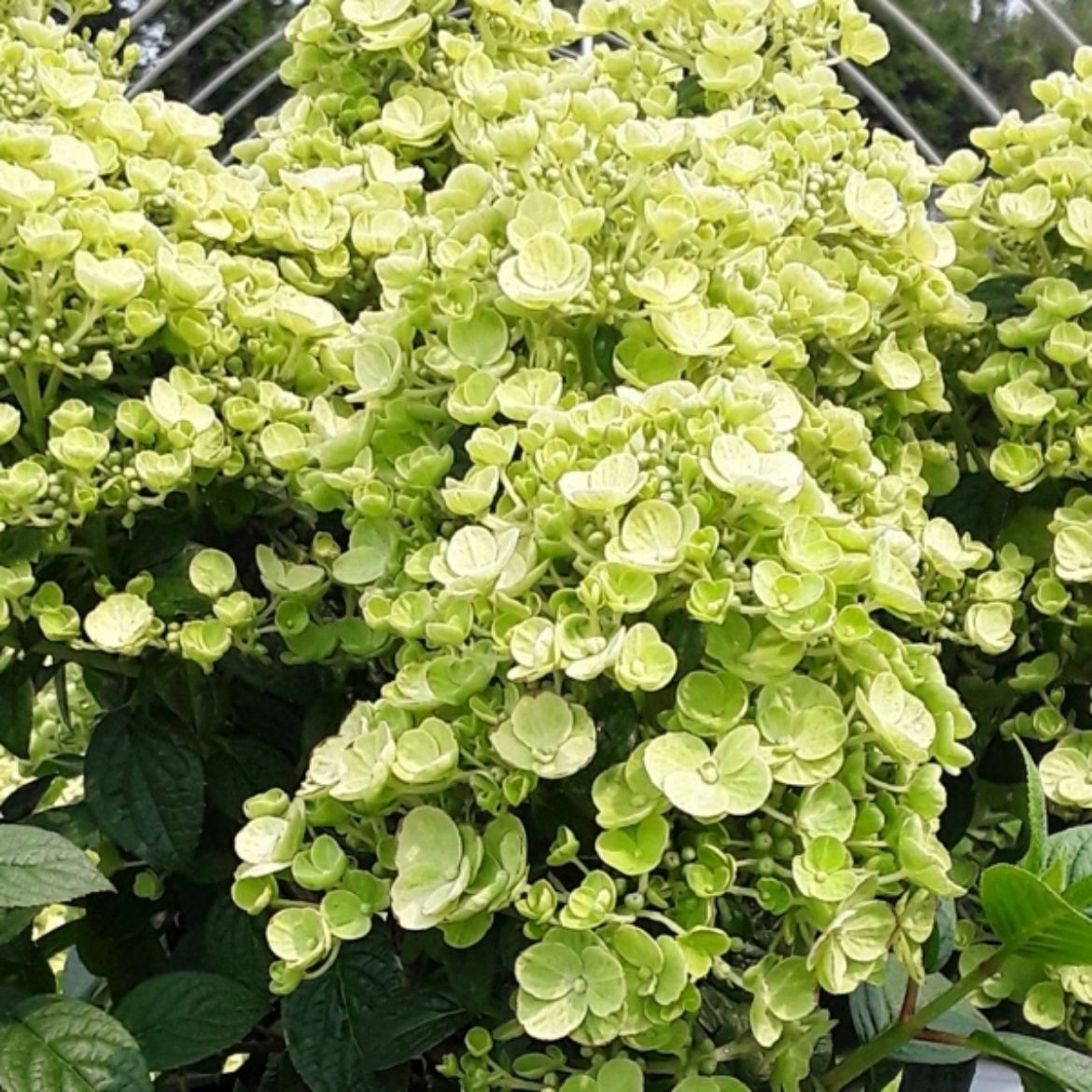 Picture of Hydrangea pan. Tiny Quick Fire™