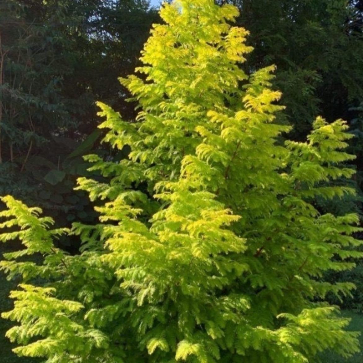 Picture of Metasequoia gly. 'Soul Fire'