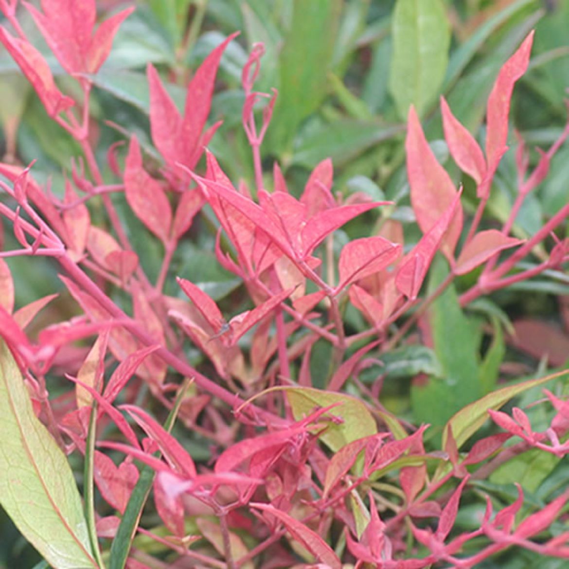 Picture of Nandina dom. 'Tuscan Flame'