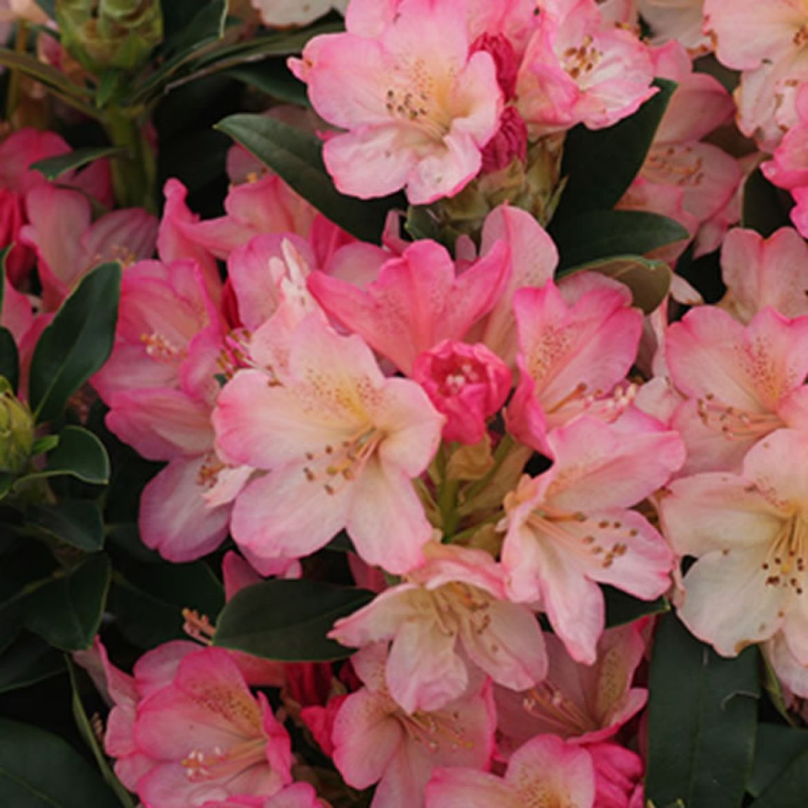 Picture of Rhododendron 'Percy Wiseman'