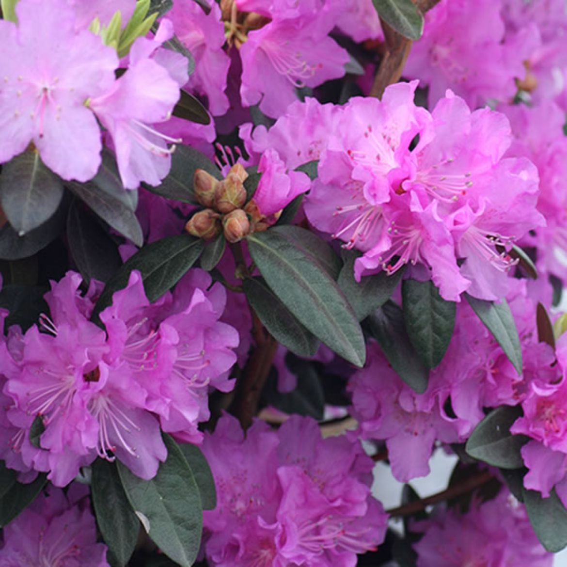 Picture of Rhododendron 'PJM Regal'