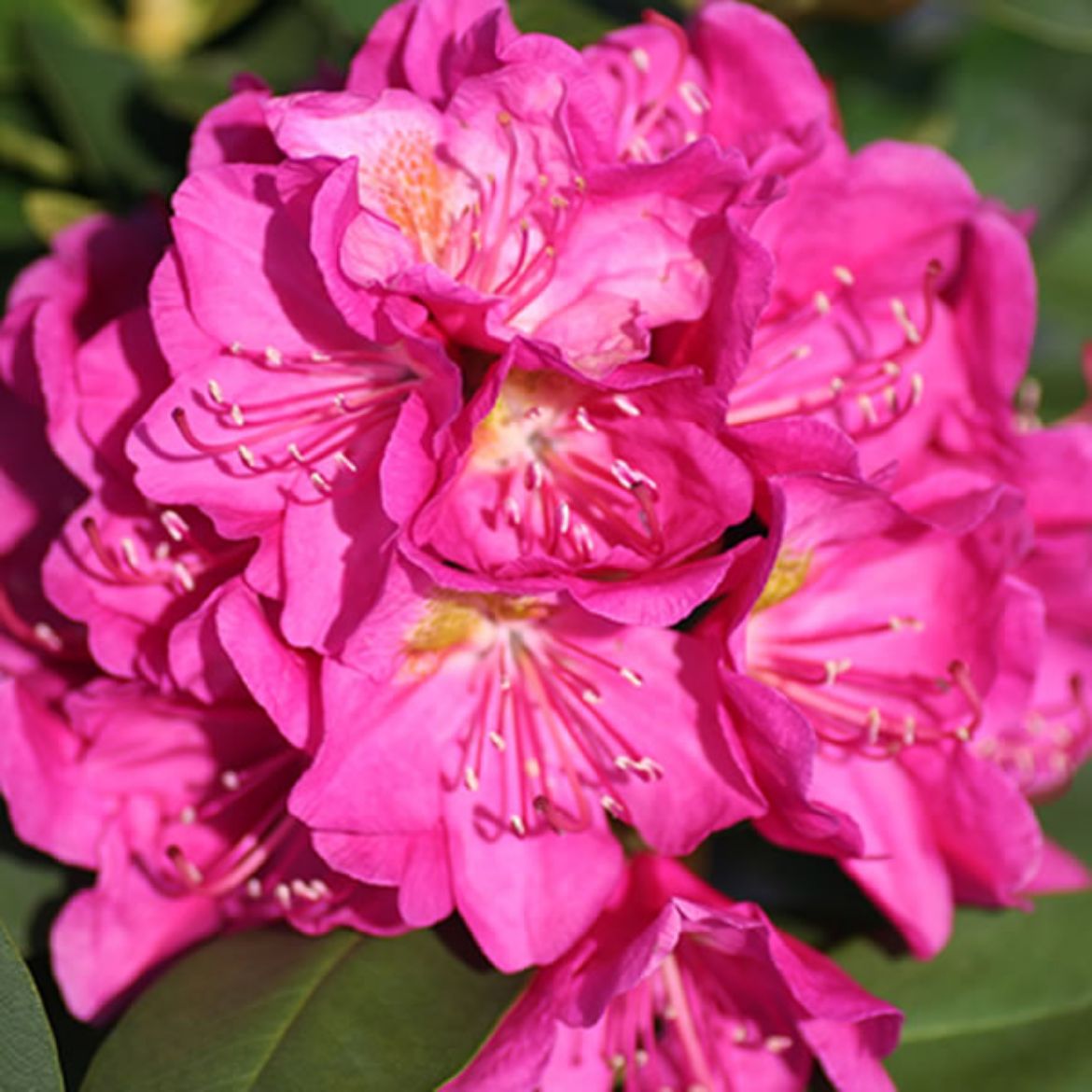 Picture of Rhododendron 'Spring Dawn'