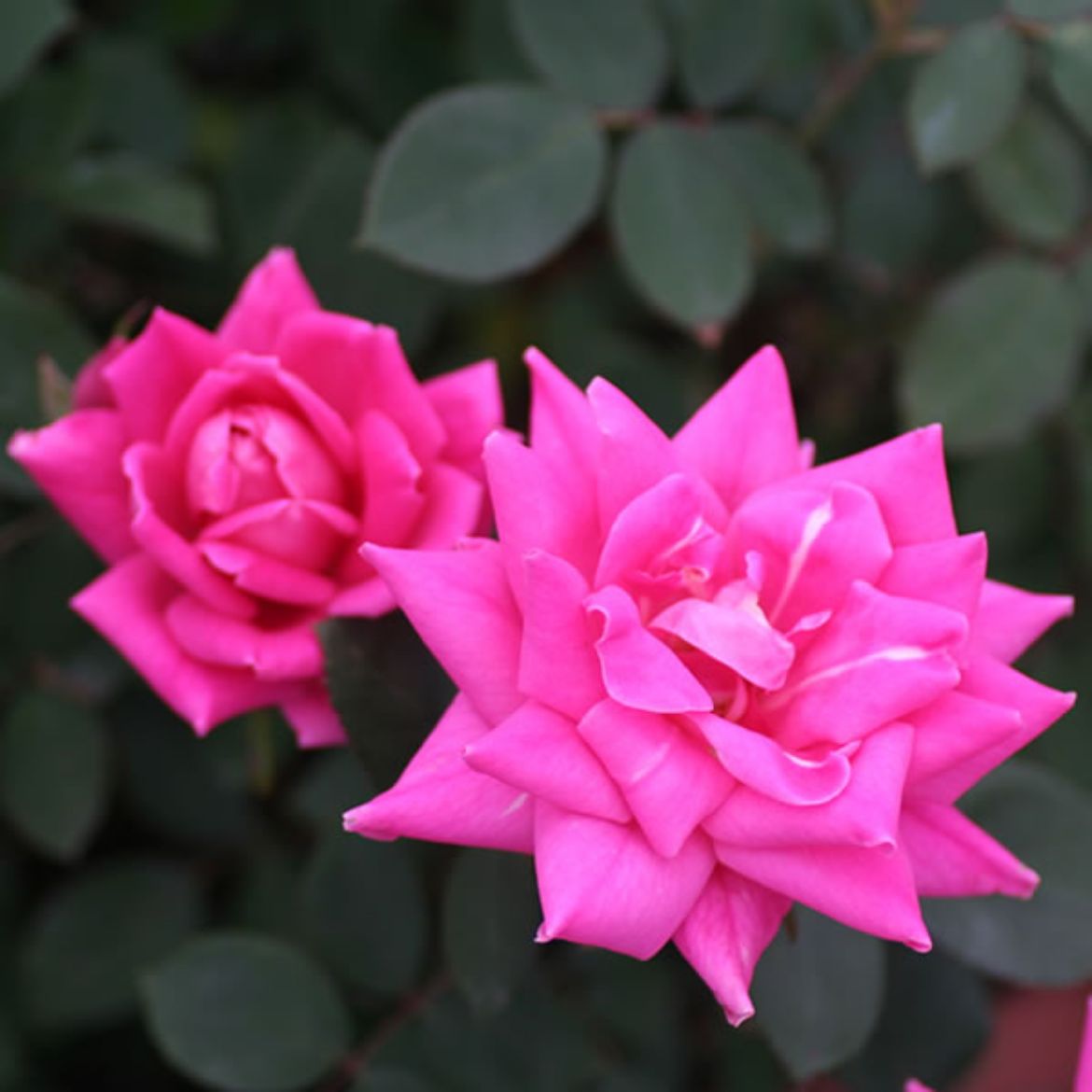 Picture of Rosa Pink Double Knock Out®