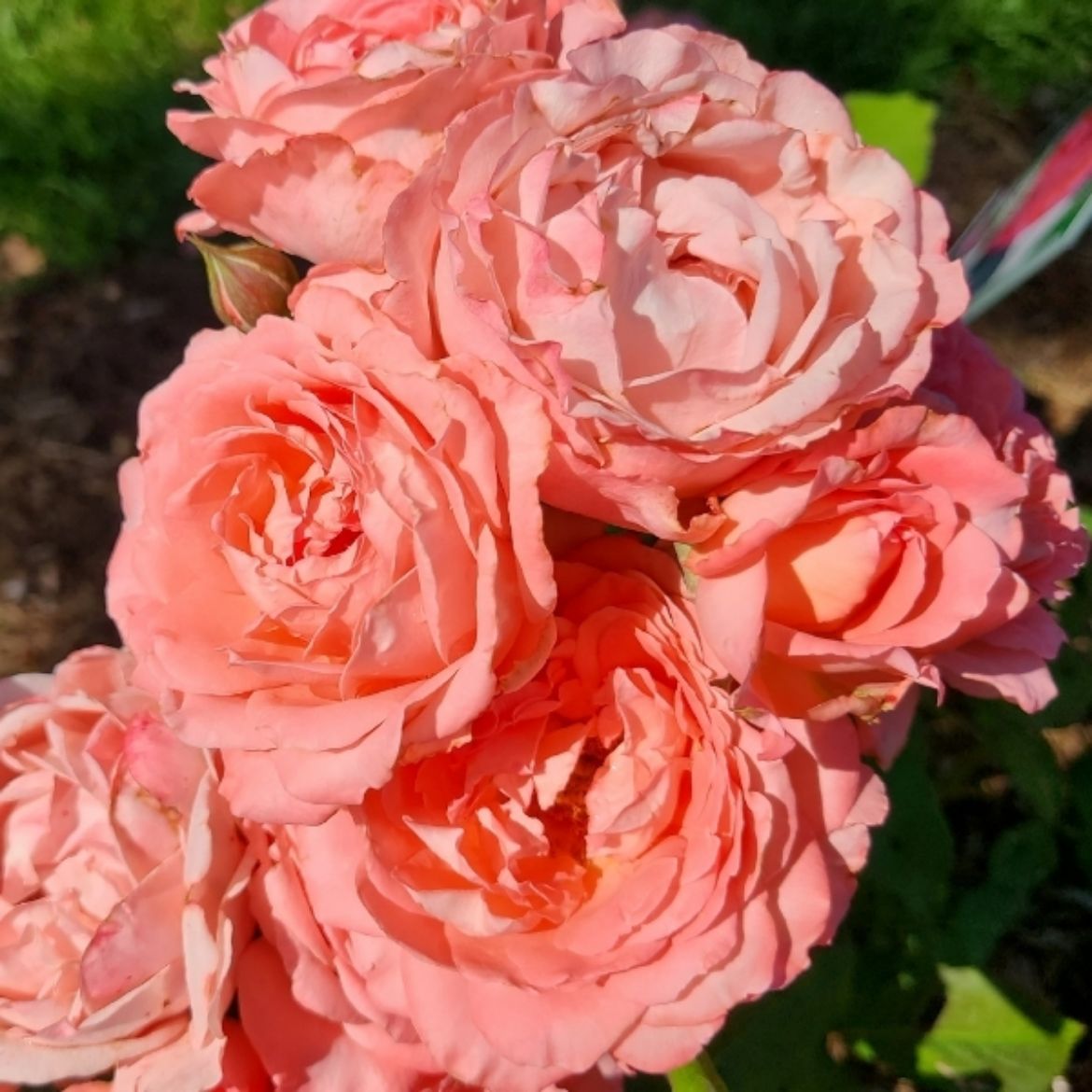 Picture of Rosa Reminiscent® Coral