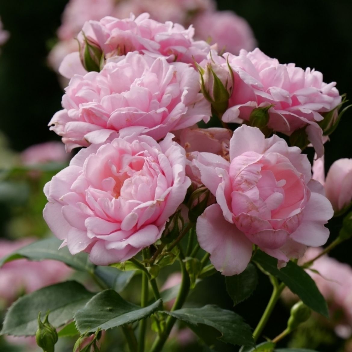 Picture of Rosa Reminiscent® Pink
