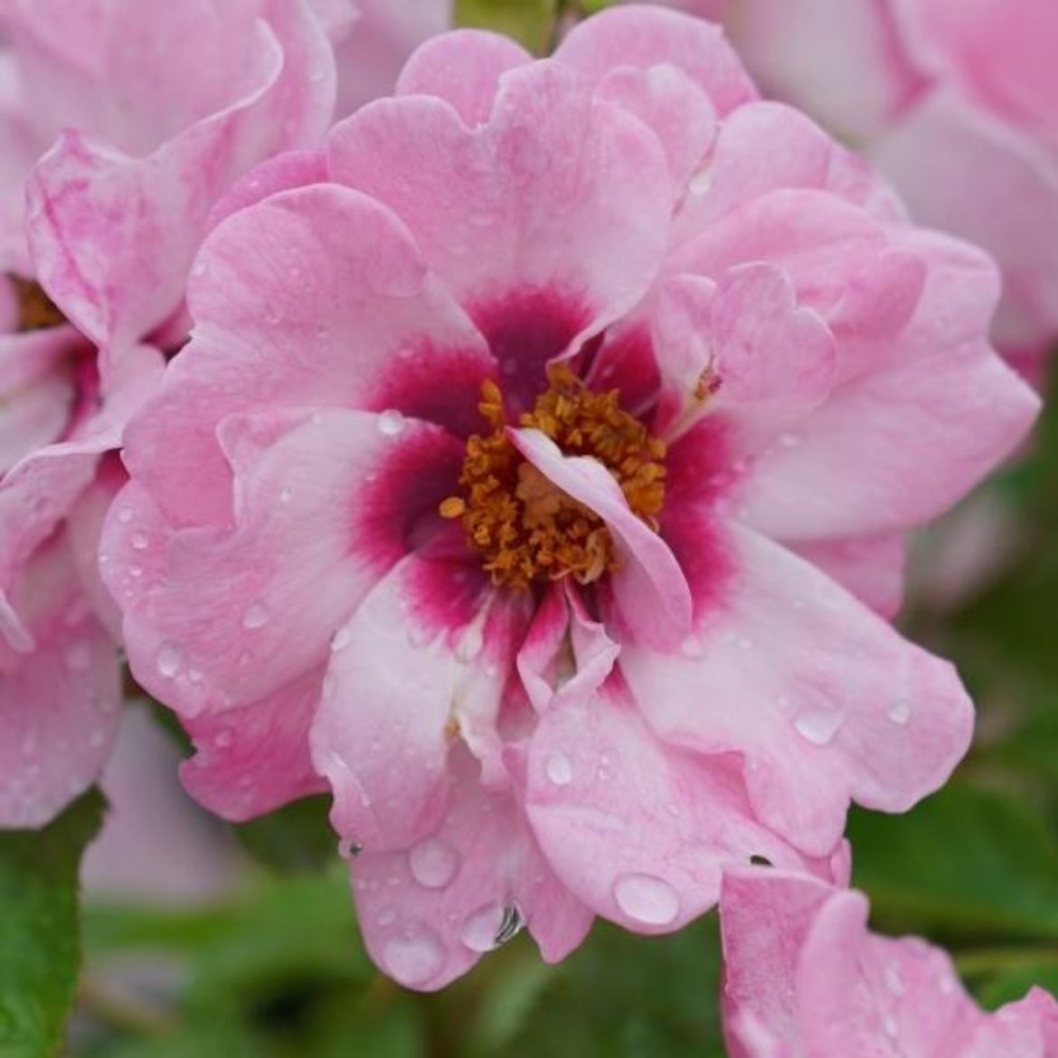 Picture of Rosa Ringo® Double Pink