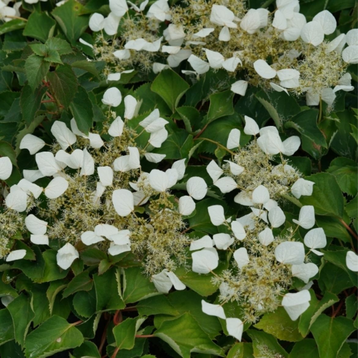 Picture of Schizophragma Flirty Girl®