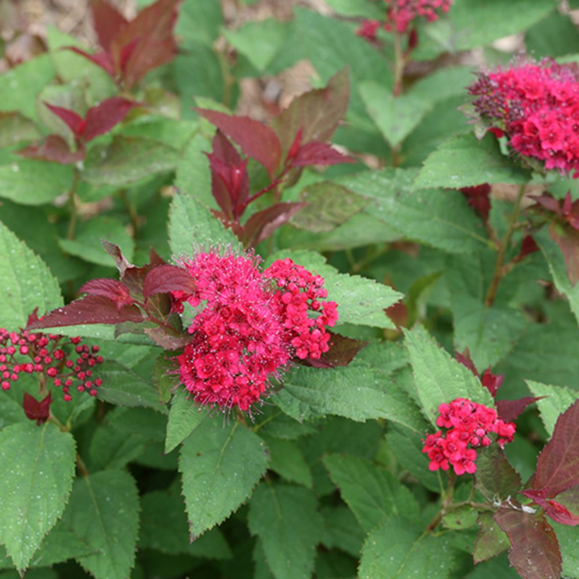 Picture of Spiraea jap. Double Play Doozie®