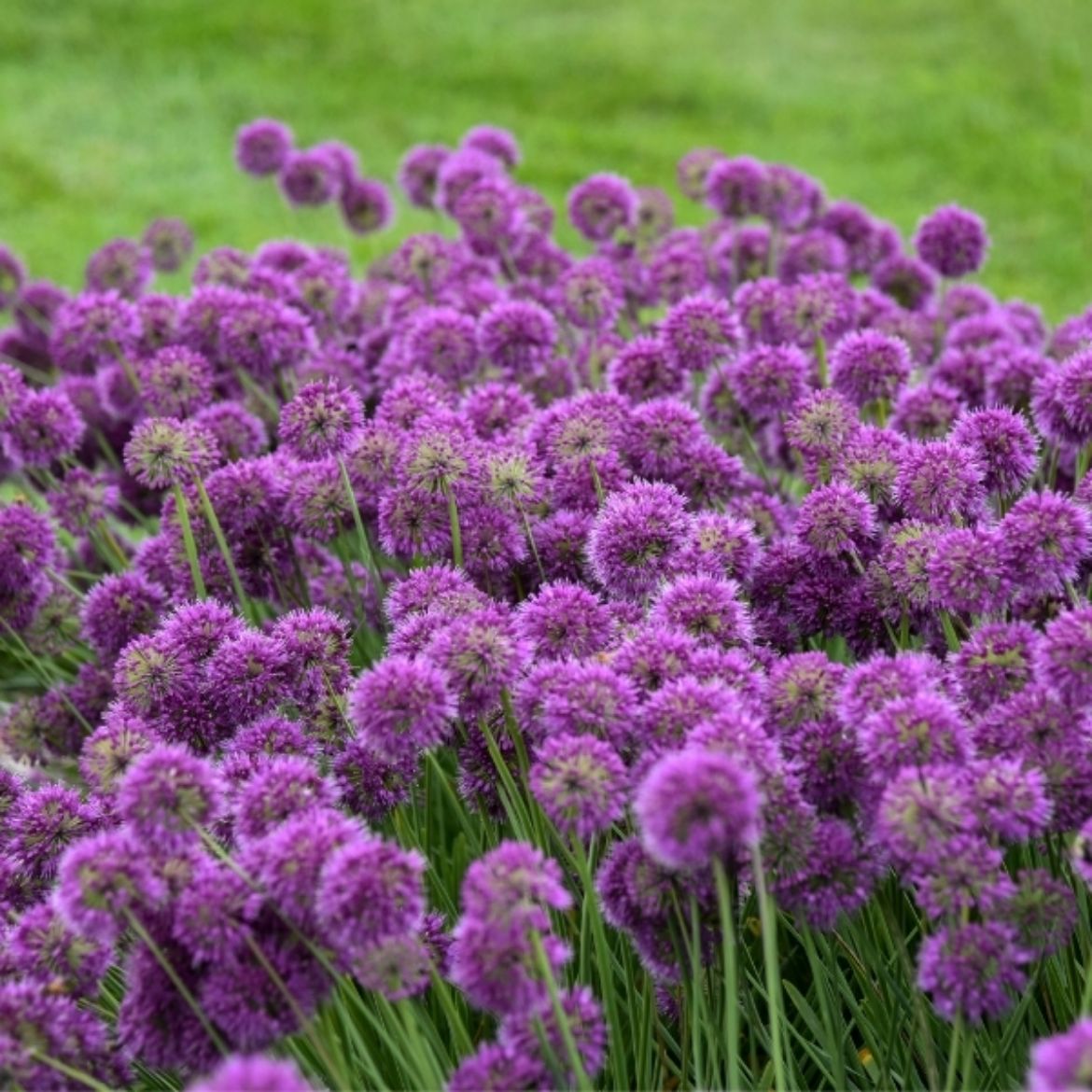 Picture of Allium 'Lavender Bubbles'