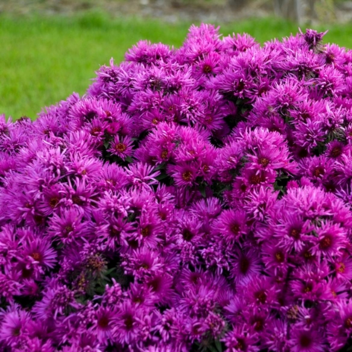 Picture of Aster nov. 'Pink Crush'
