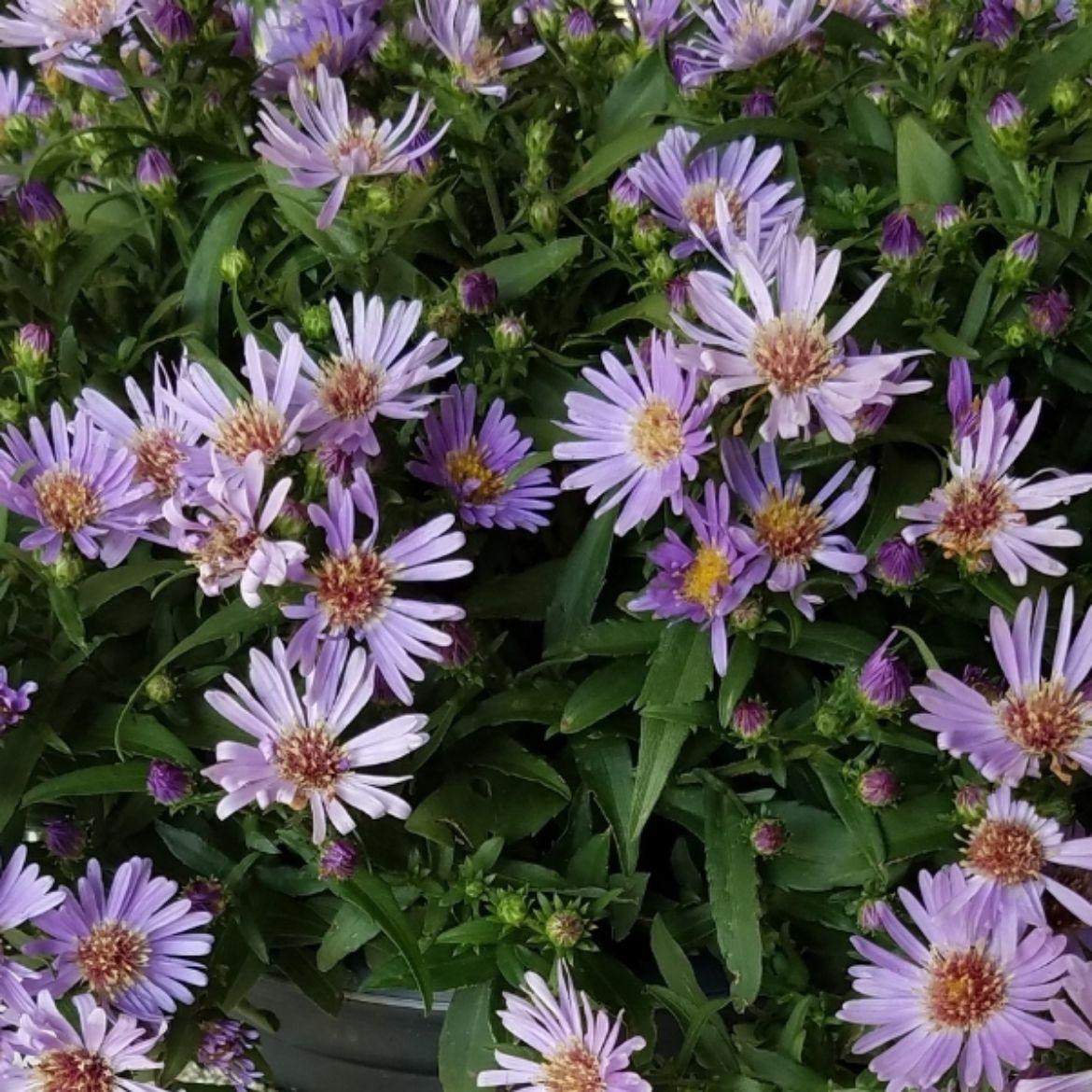 Picture of Aster 'Wood's Light Blue'