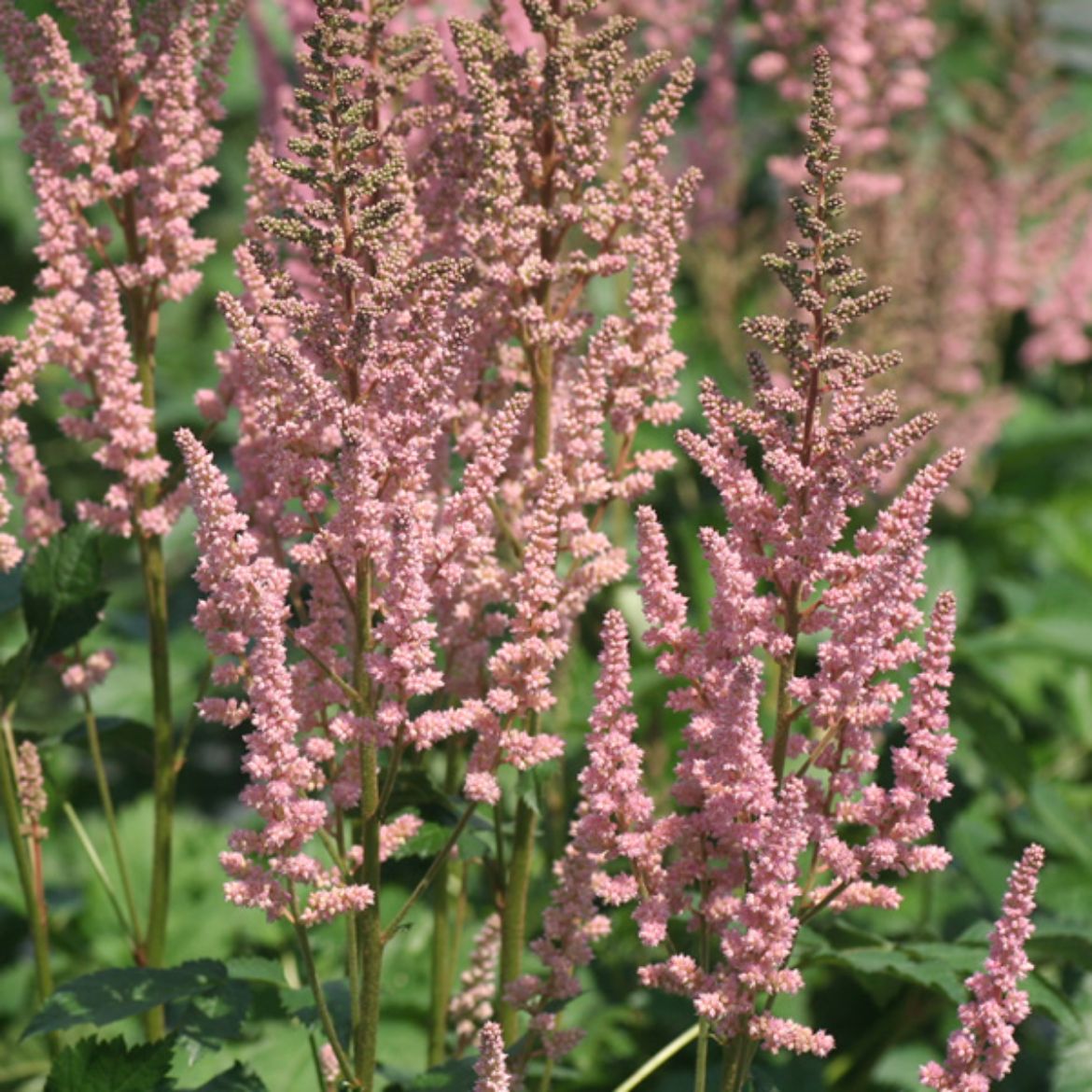 Picture of Astilbe chi. 'Vision in Pink'