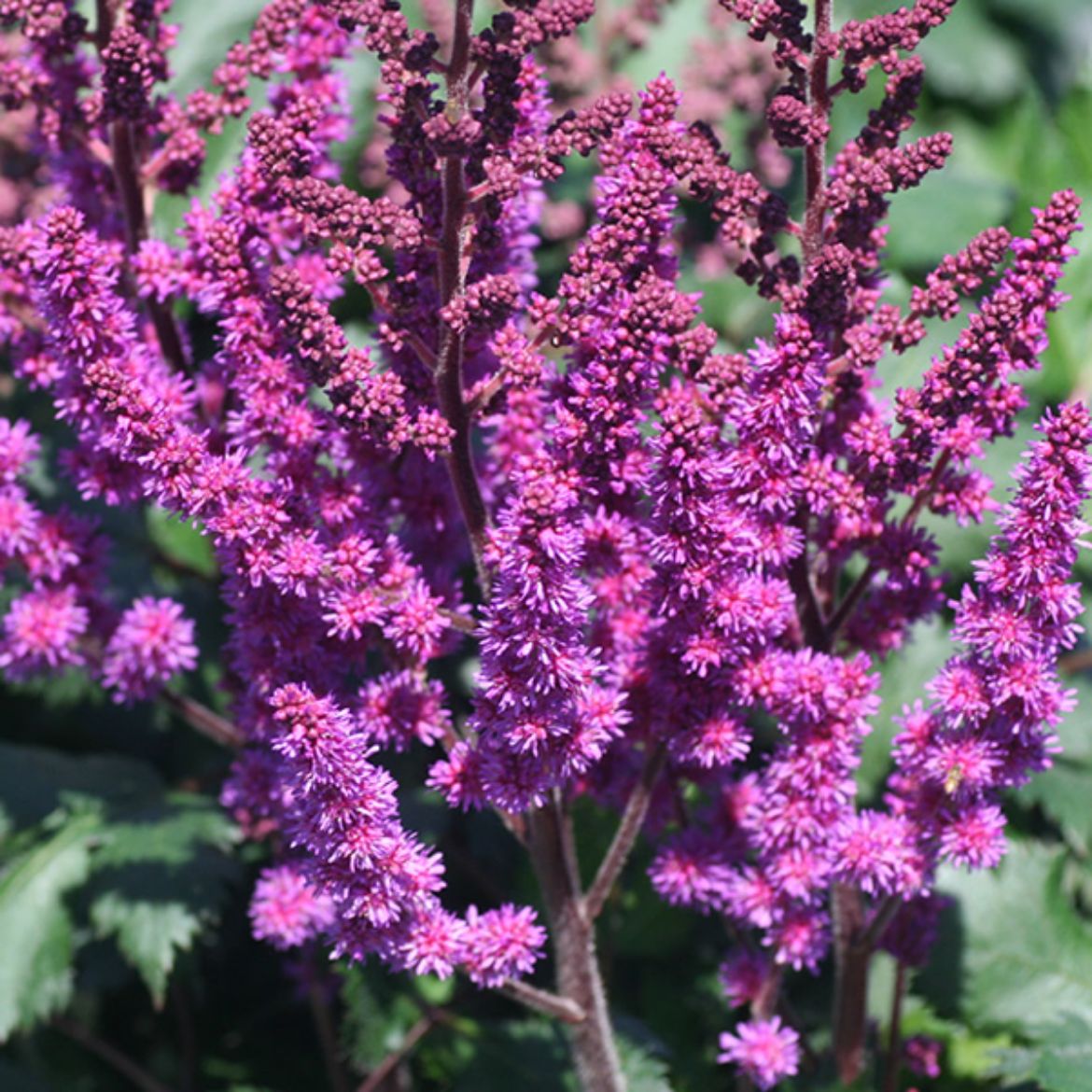 Picture of Astilbe chi. 'Visions'