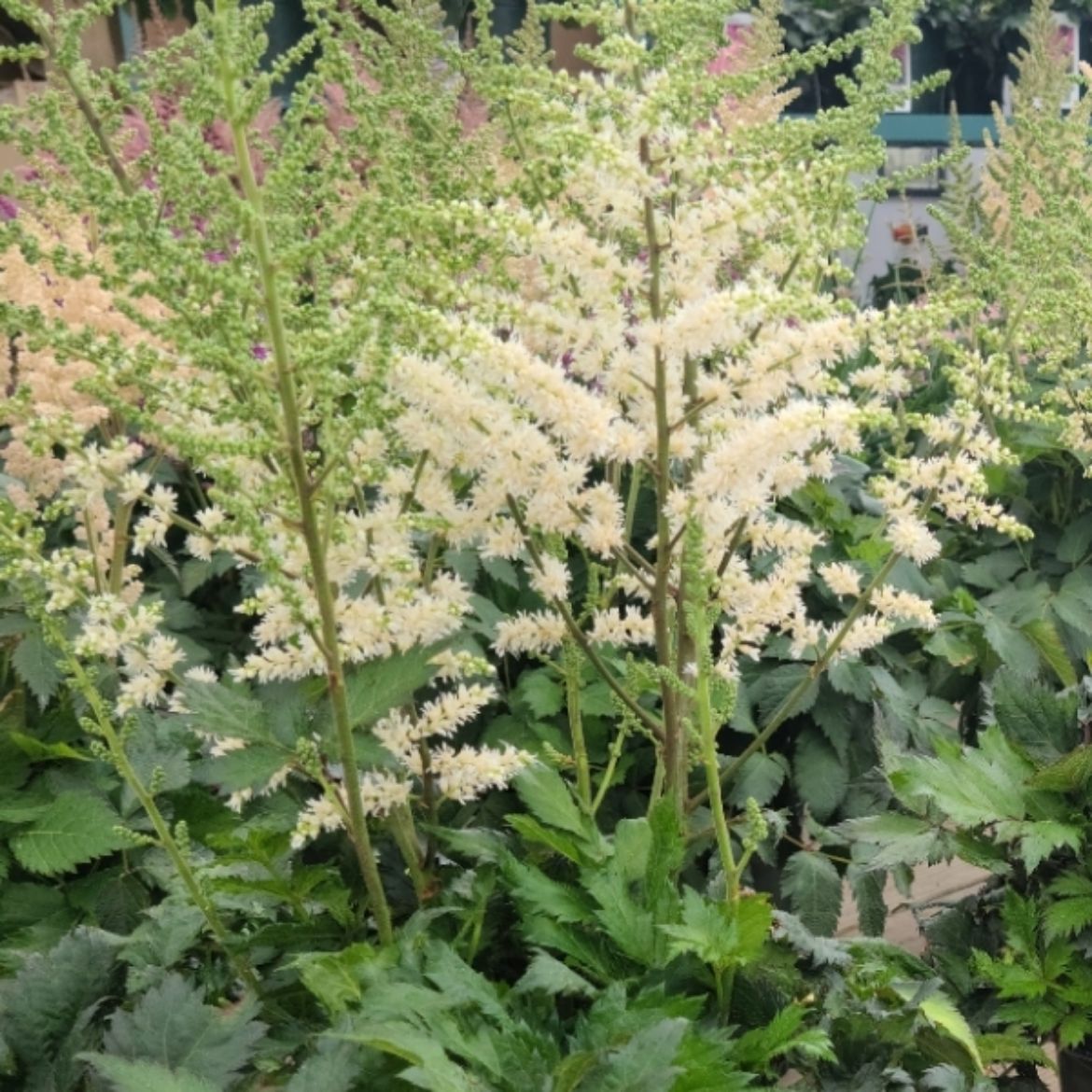 Picture of Astilbe chi. 'Vision in White'