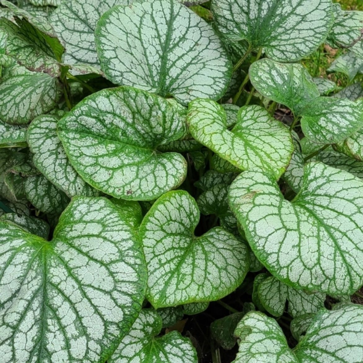 Picture of Brunnera mac. 'Silver Heart'