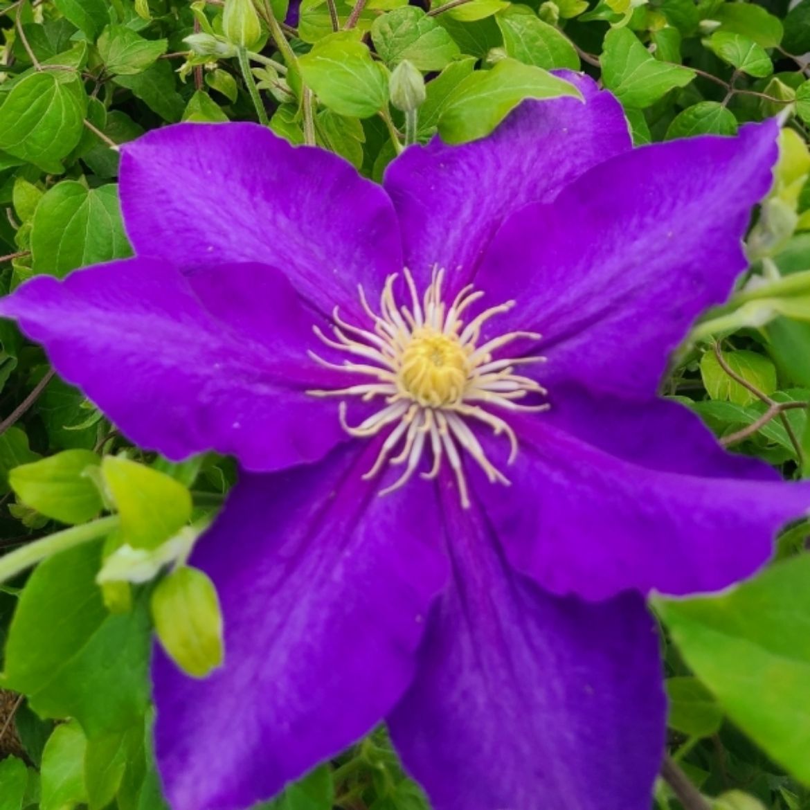 Picture of Clematis 'Duchess of Cornwall'