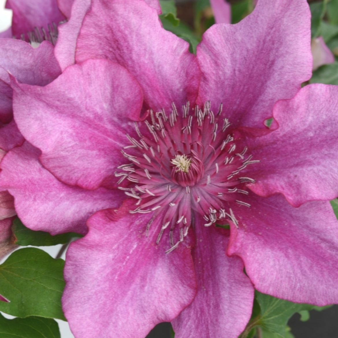Picture of Clematis Elodi™