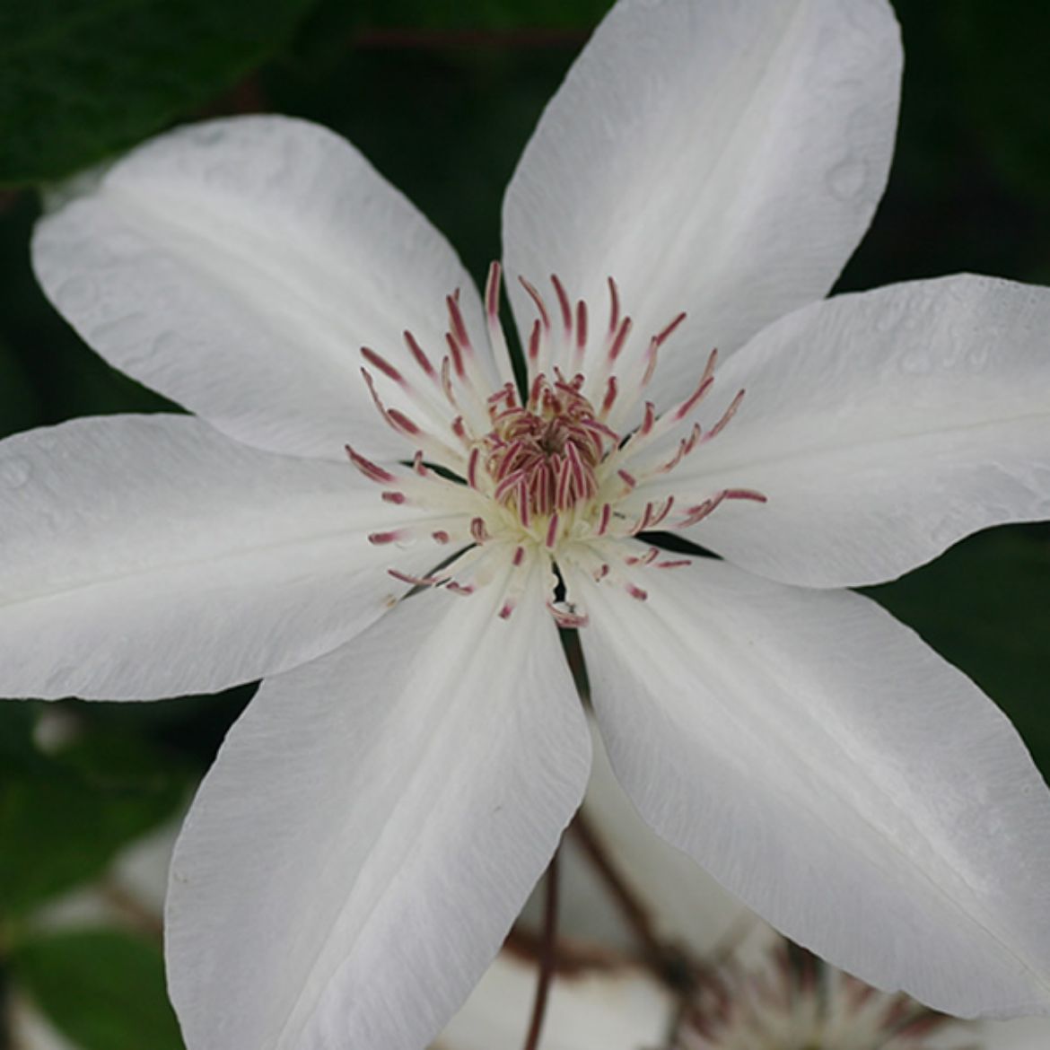 Picture of Clematis 'Henryi'
