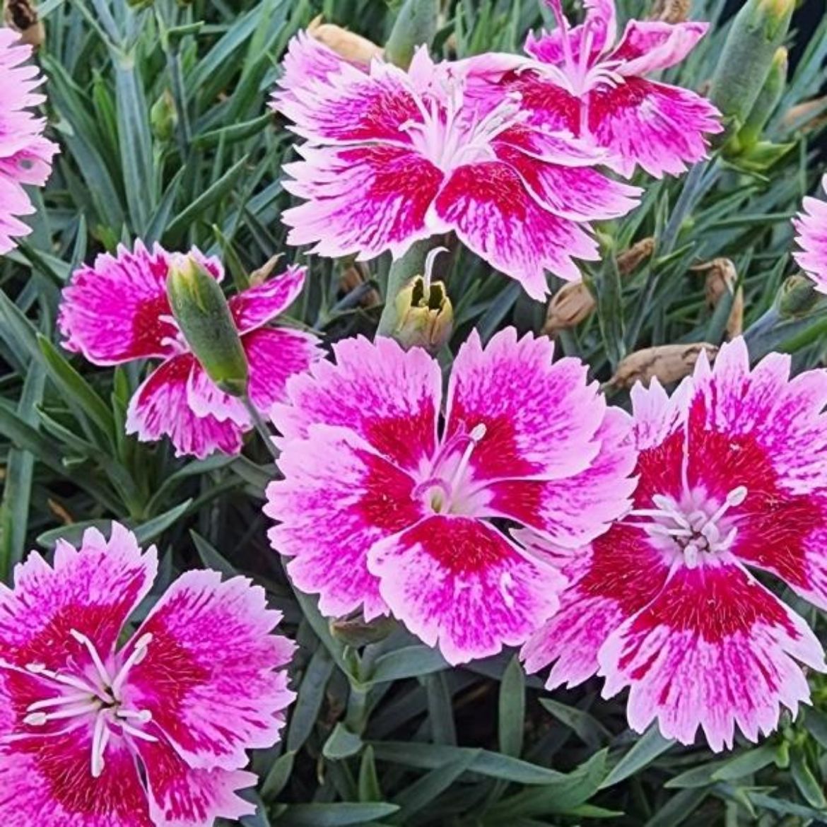 Picture of Dianthus EverBloom™ 'Plum Glory'