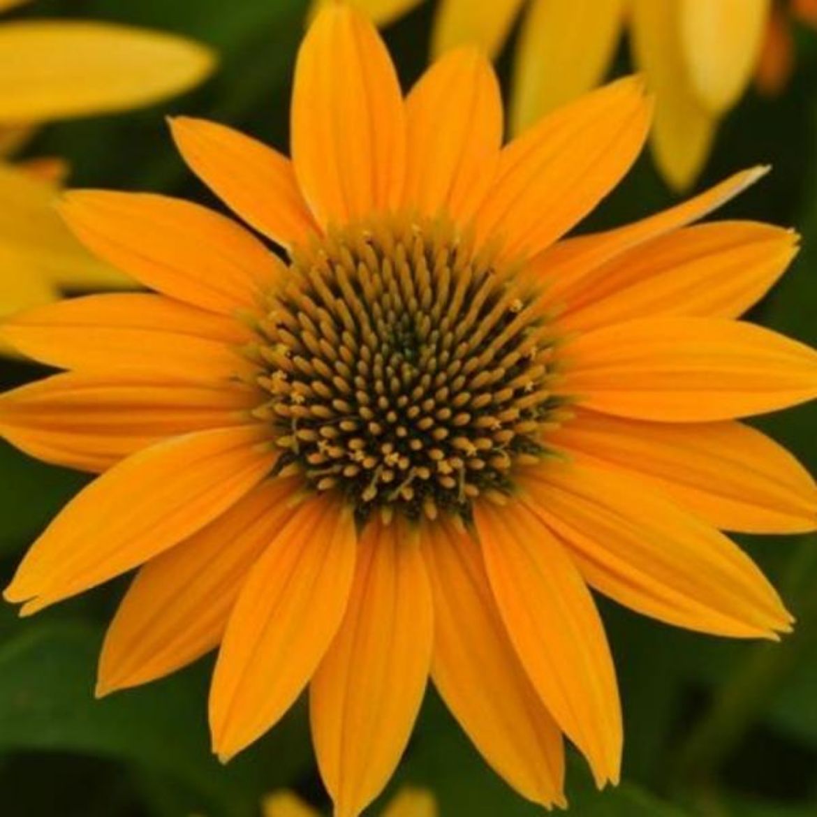 Picture of Echinacea Artisan™ Yellow Ombre