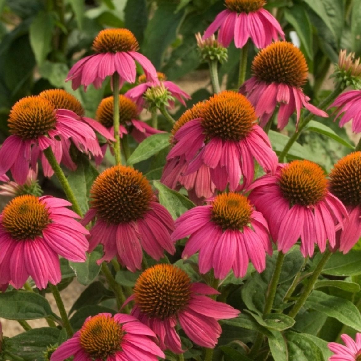 Picture of Echinacea pur. PowWow® Wild Berry
