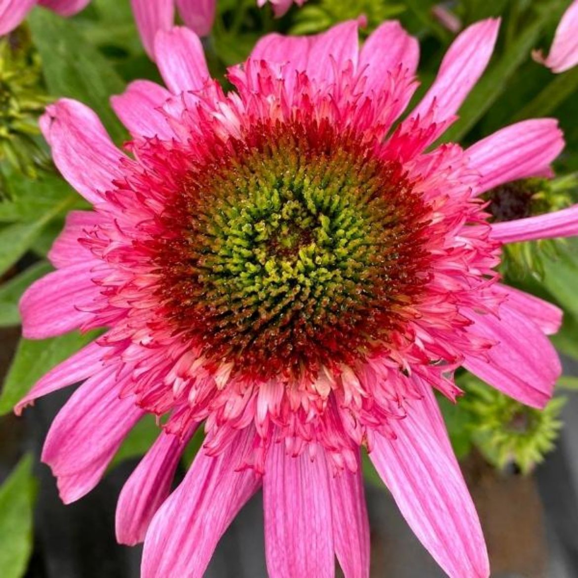 Picture of Echinacea Sundial™ 'Pink'