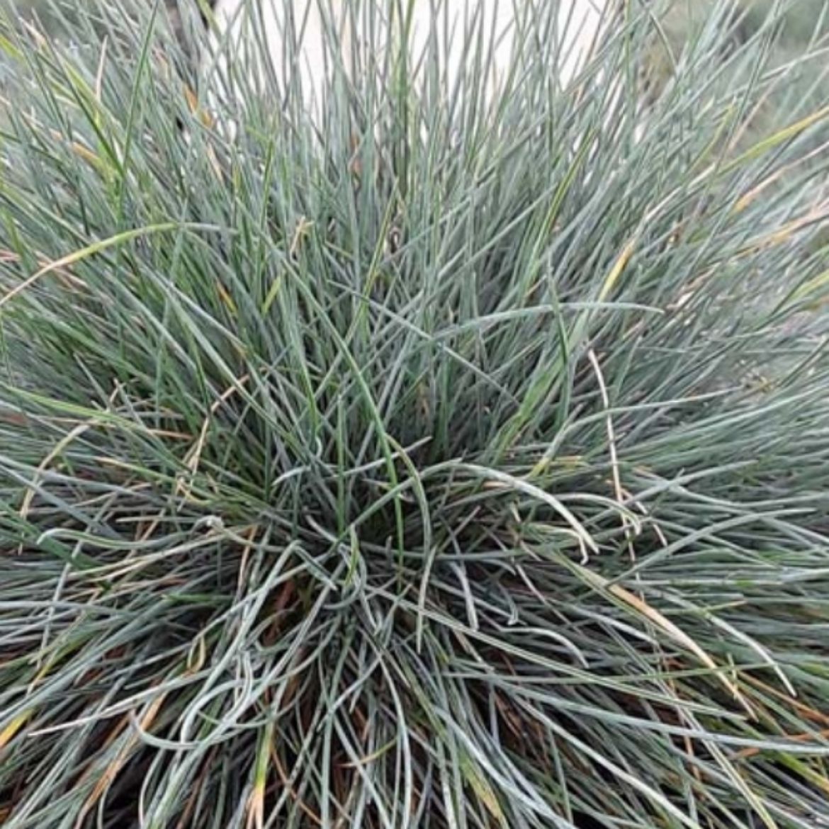 Picture of Festuca gla. 'Beyond Blue'