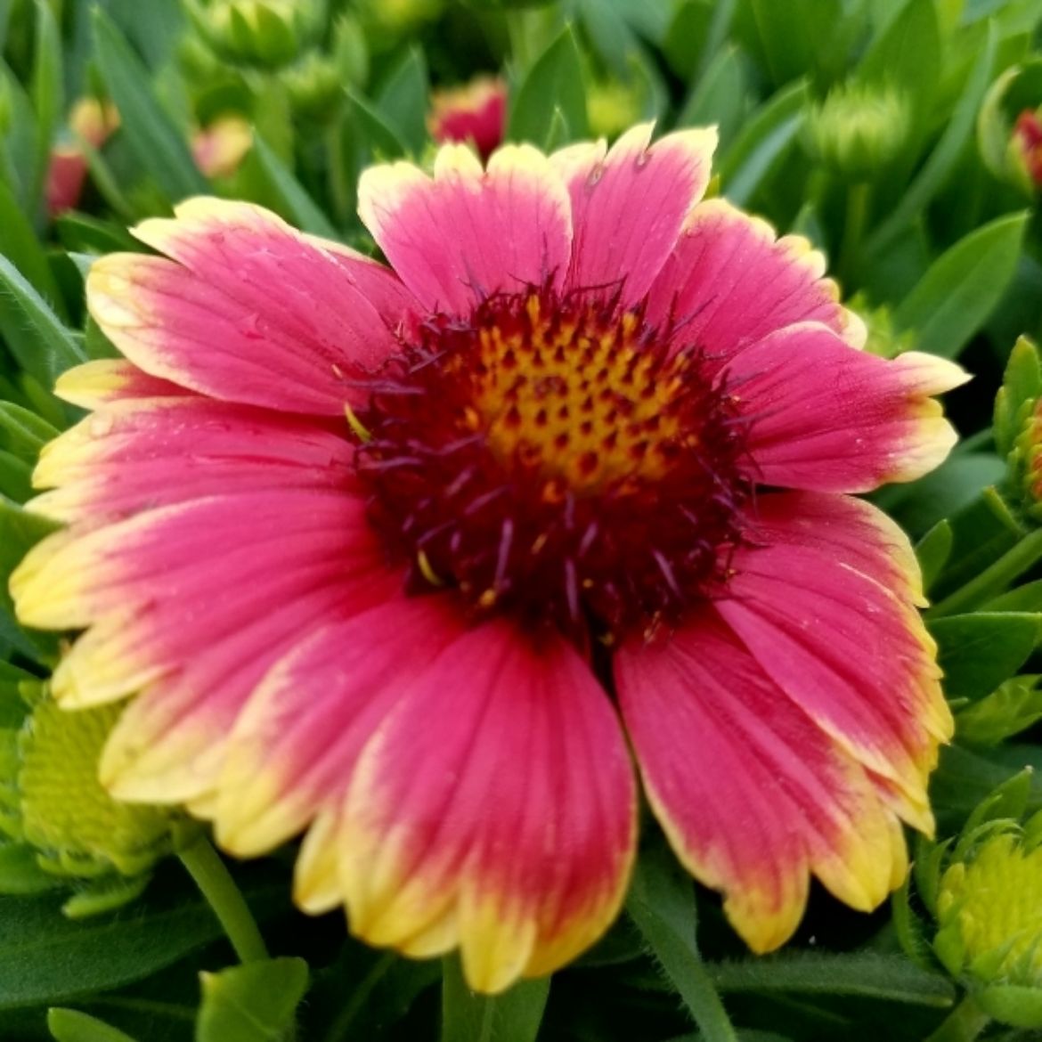 Picture of Gaillardia x g. Realflor® 'Sunset Snappy'