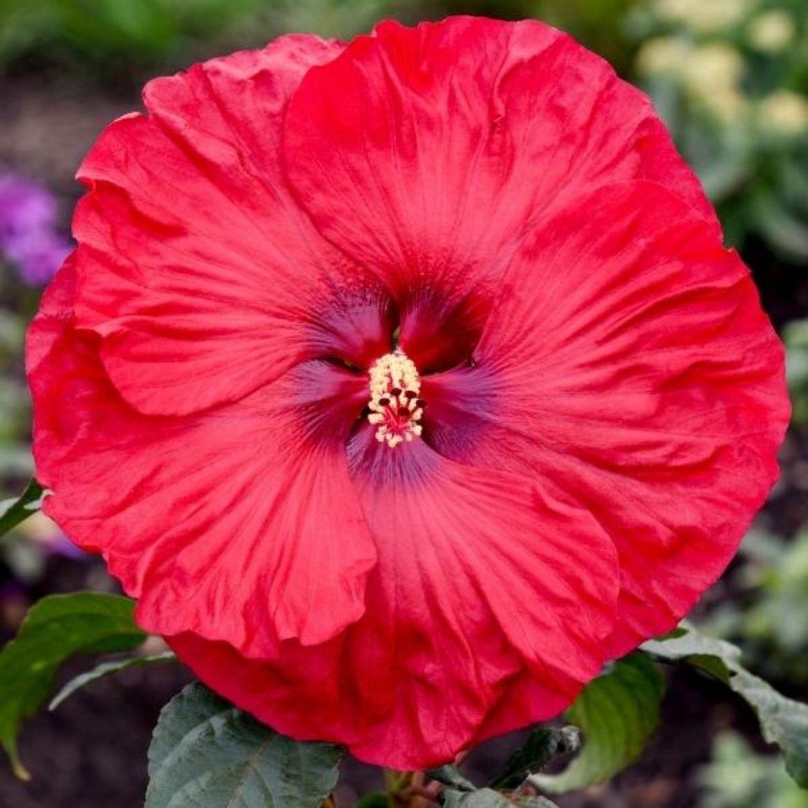 Overdevest Nurseries, LP-Hibiscus Summerific® 'Valentine's Crush'