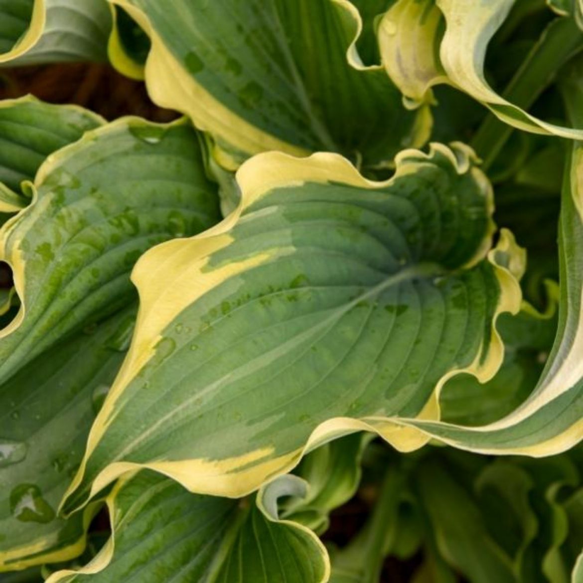 Picture of Hosta Shadowland® 'Voices in the Wind'