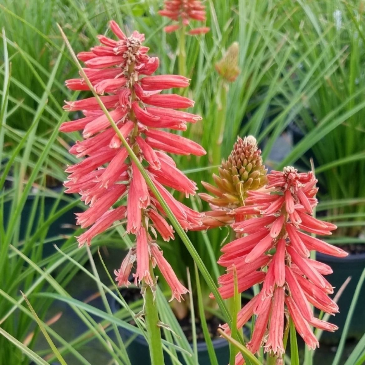 Picture of Kniphofia 'Poco Red'