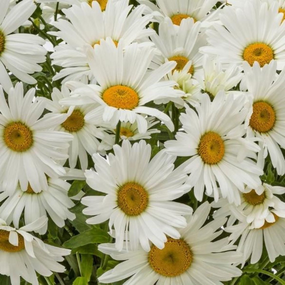 Picture of Leucanthemum Betsy™