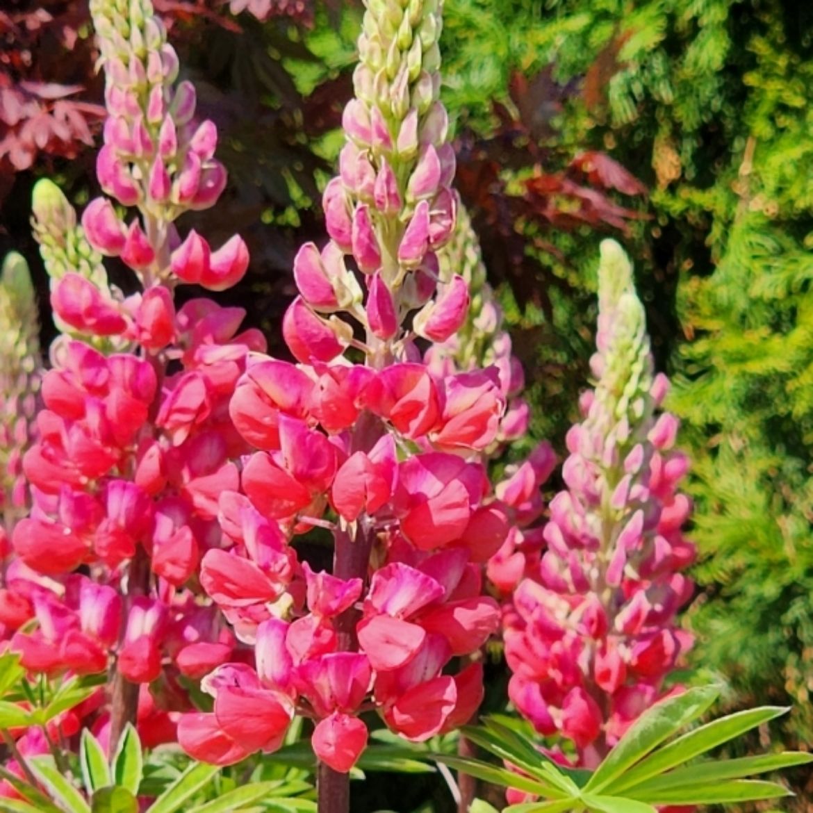 Picture of Lupinus pol. Westcountry™ 'Red Rum'