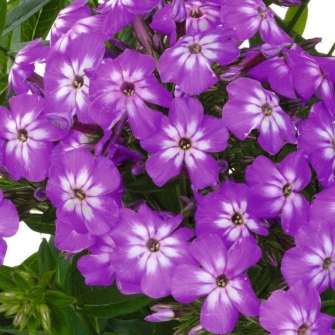 Picture of Phlox Flame™ Pro 'Violet Charme'
