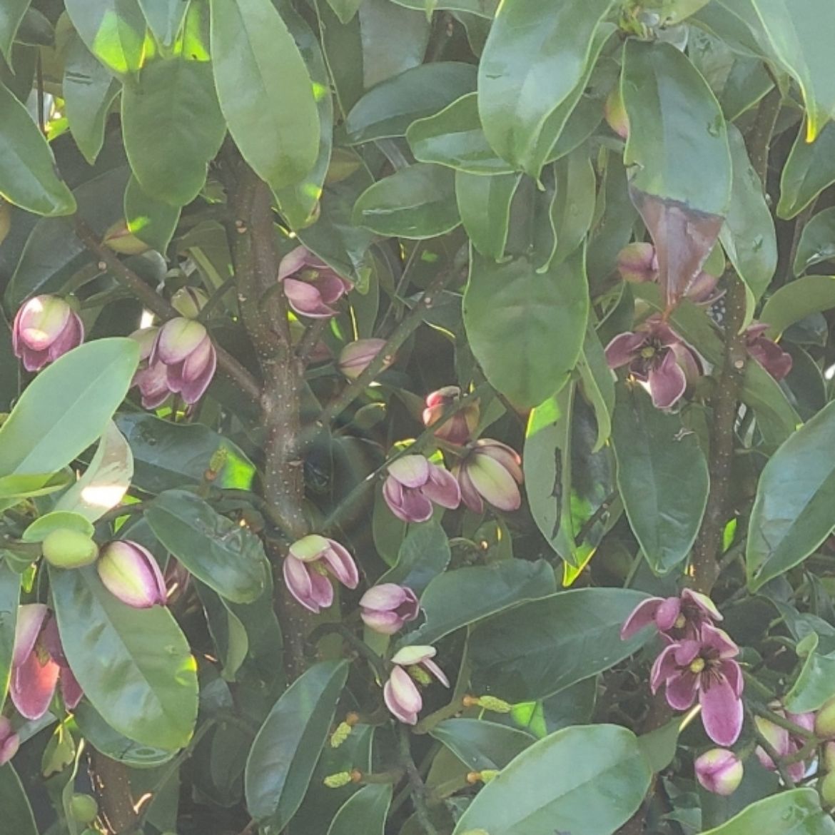 Picture of Magnolia 'Stellar Ruby'