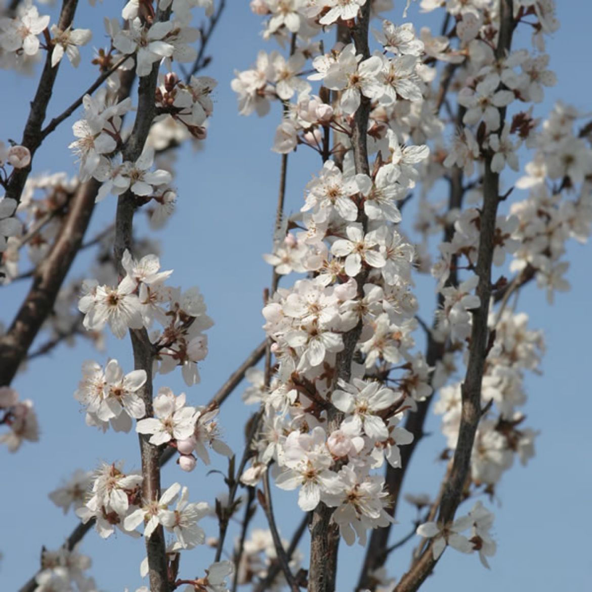 Picture of Prunus cer. Crimson Pointe™ Commercial
