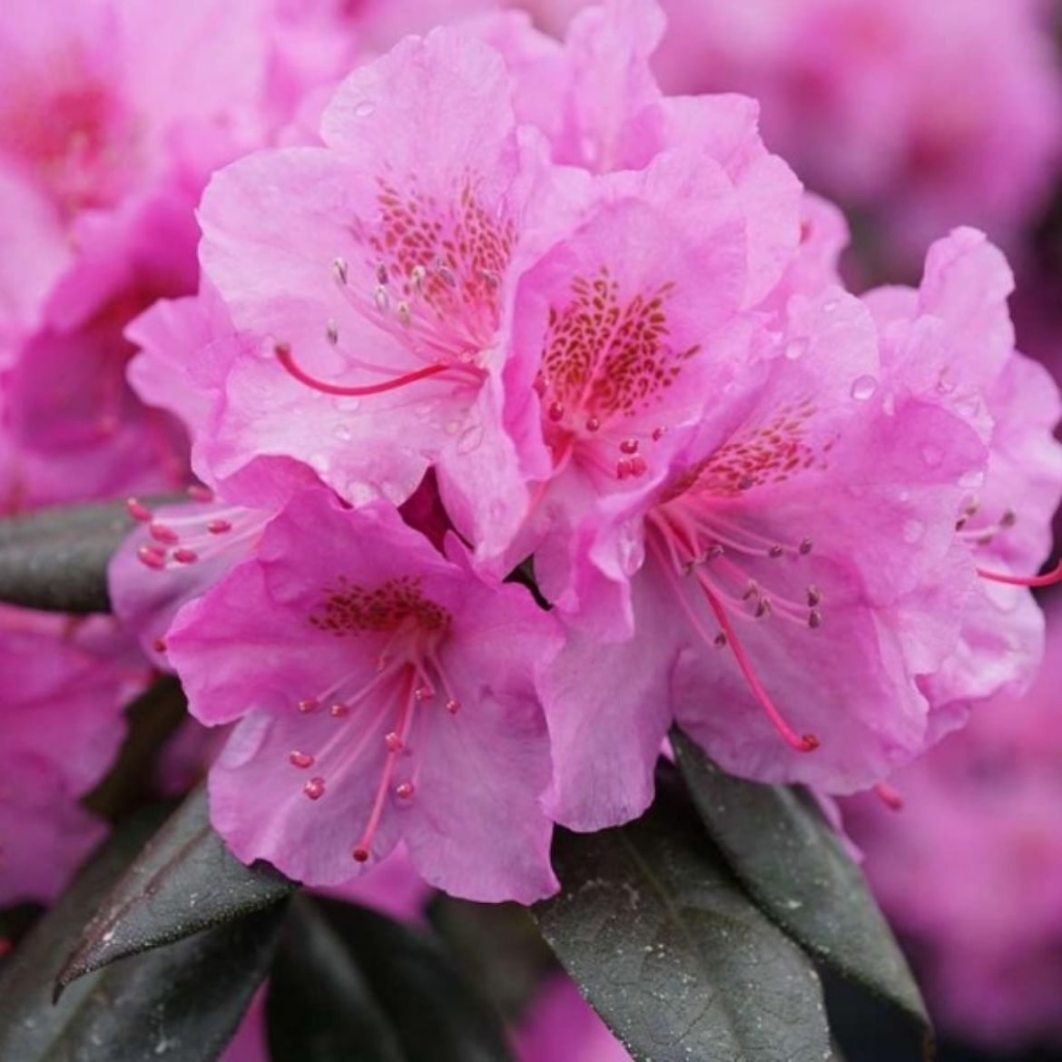 Picture of Rhododendron Black Hat®