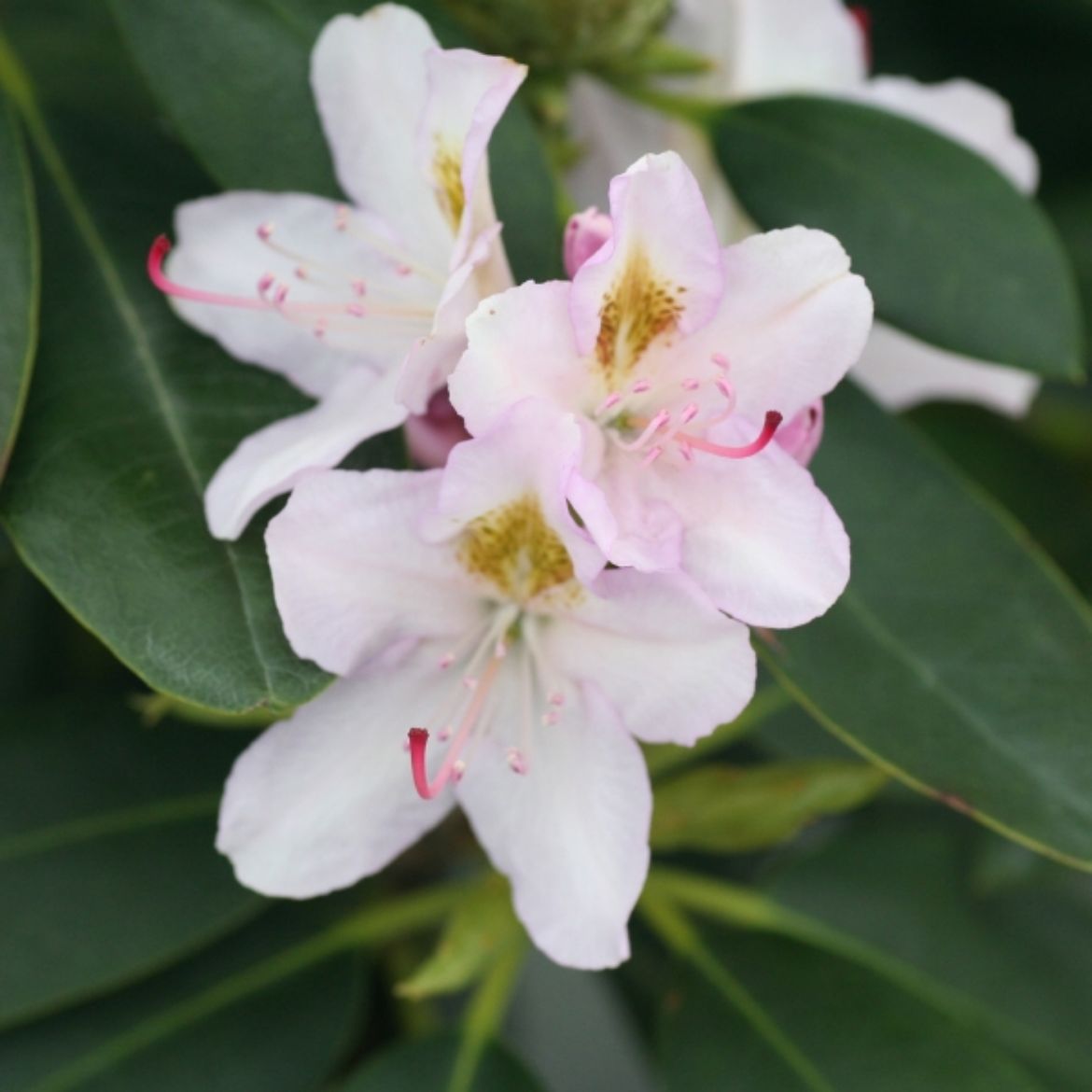 Picture of Rhododendron 'Catawbiense Album'